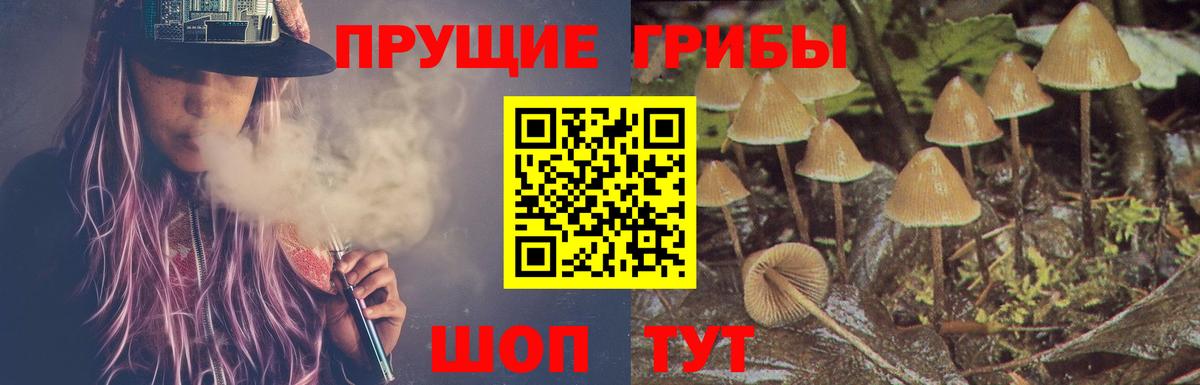 Псилоцибиновые грибы Psilocybine cubensis Сорочинск